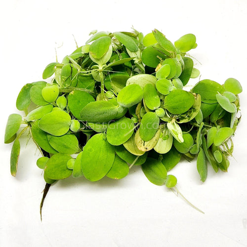 Dwarf Water Lettuce 4 oz portion