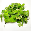 Dwarf Water Lettuce 4 oz portion