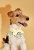 Bowtiful Garden Butter Yellow Floral Bandana