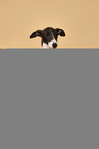 Reversible Denim Cherry Overalls Pet Bandana