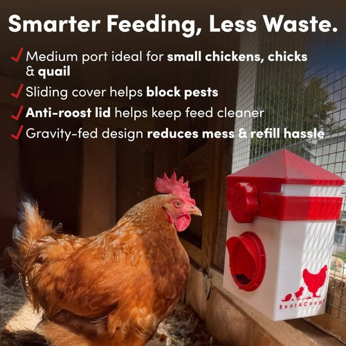 RentACoop 2.5 Pound Chick2Chicken Medium Port Feeder and 64 Ounce (2 Liter) Drinker Set for Chicks, Chickens, Quail, and Other Small Birds