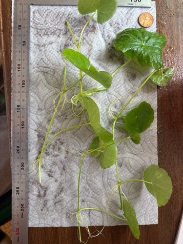 Brazilian Pennywort/Hydrocotyle Leucocephala (5+ shoots ~2-3 leaves each)