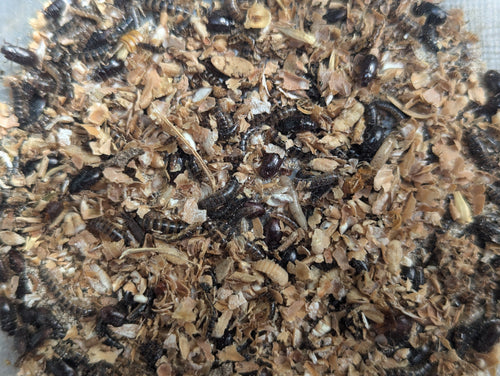 Live Organic Lesser / Buffalo Mealworms