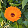Calendula Seeds