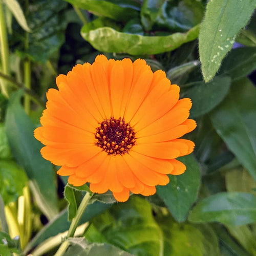 Calendula Seeds