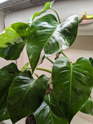 Philodendron 'White Princess'