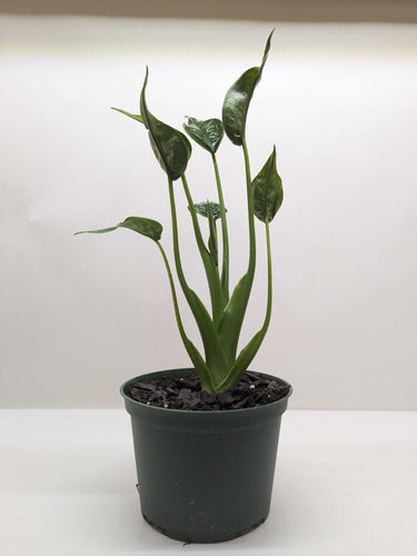 Alocasia 'Tiny Dancer' - 4 Pot