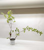 Malpighia Barbados Cherry