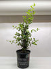 Malpighia Barbados Cherry