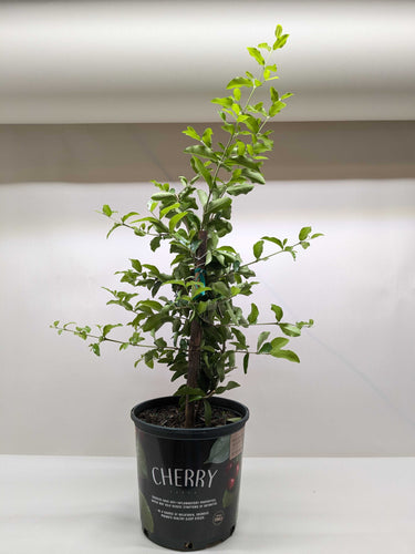 Malpighia Barbados Cherry