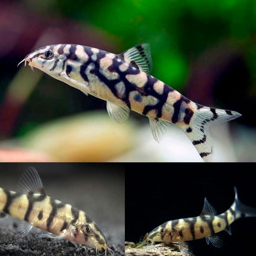 Pakistani Loach Yoyo Loach (Botia almorhae)