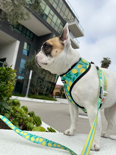 Worth The Squeeze Leash Kit