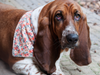 Classic Bandana Dog Bandana