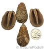 Pear Pods