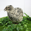Pearl Pansy Quail Hatching Eggs – Fertile Coturnix Eggs for Incubation