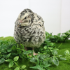 Pearl Pansy Quail Hatching Eggs – Fertile Coturnix Eggs for Incubation