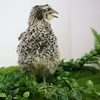 Pearl Pansy Quail Hatching Eggs – Fertile Coturnix Eggs for Incubation