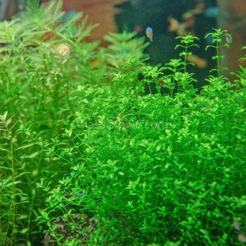 Pearlweed Portion