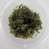 Pelia Moss 2oz Portion