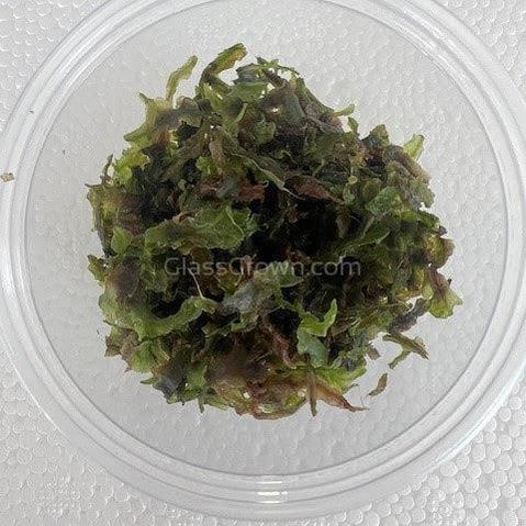 Pelia Moss 2oz Portion