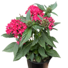 Pentas Red