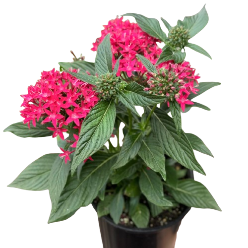Pentas Red