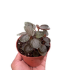 Peperomia 'Rugosa'