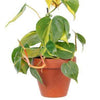 Philodendron 'Brasil'