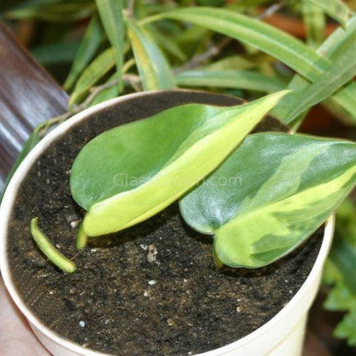 Philodendron 'Brasil'