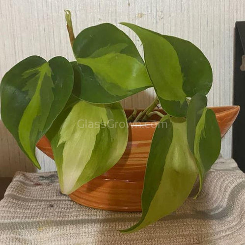 Philodendron 'Brasil'