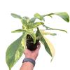 Philodendron Florida Beauty Variegated