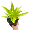 Philodendron 'Calkins Gold'