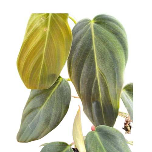 Philodendron Gigas | Giant Velvety Copper-Green Philodendron | House Plant Shop