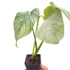 Philodendron 'Mamei'