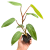 Philodendron Red Emerald