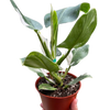 Philodendron 'White Wizard'