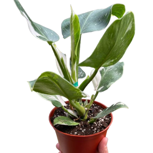 Philodendron 'White Wizard'