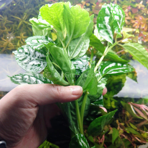 Pilea Aluminum Plant