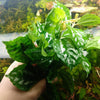 Pilea Aluminum Plant