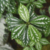 Pilea Aluminum Plant