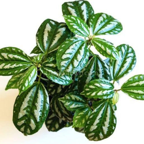 Pilea Aluminum Plant