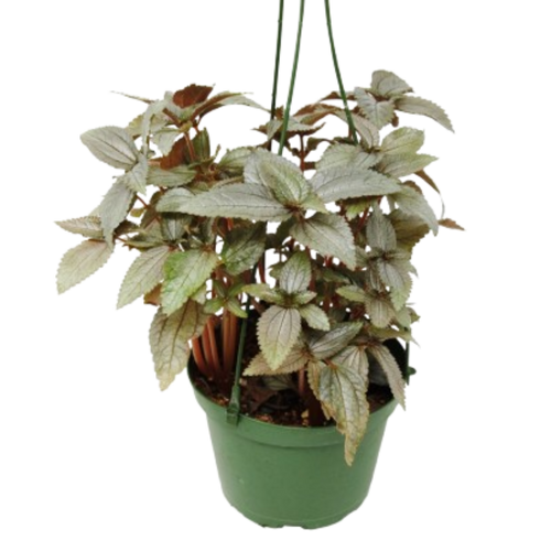 Pilea Ellen - In 6 Pot