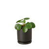 Pilea Peperomioides Chinese Money Plant | Easy Care Coin-Shaped Leaves | House Plant Shop