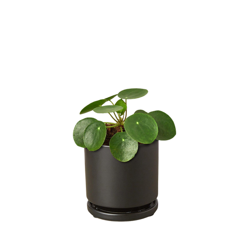 Pilea Peperomioides Chinese Money Plant | Easy Care Coin-Shaped Leaves | House Plant Shop