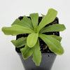 Pinguicula 'ANPA A'