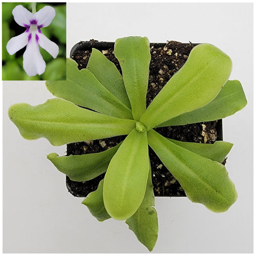 Pinguicula 'ANPA A'