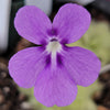Pinguicula ANPA A x cyclosecta
