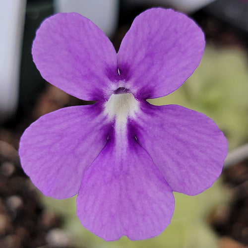 Pinguicula ANPA A x cyclosecta