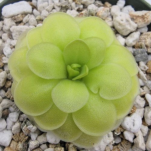 Pinguicula ANPA A x cyclosecta