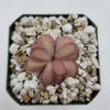 Pinguicula ANPA A x laueana